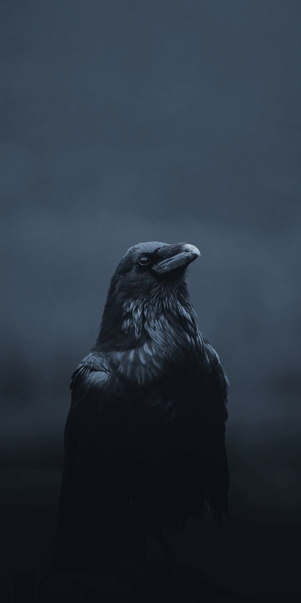 Wildlife_Birds_Crow_HD